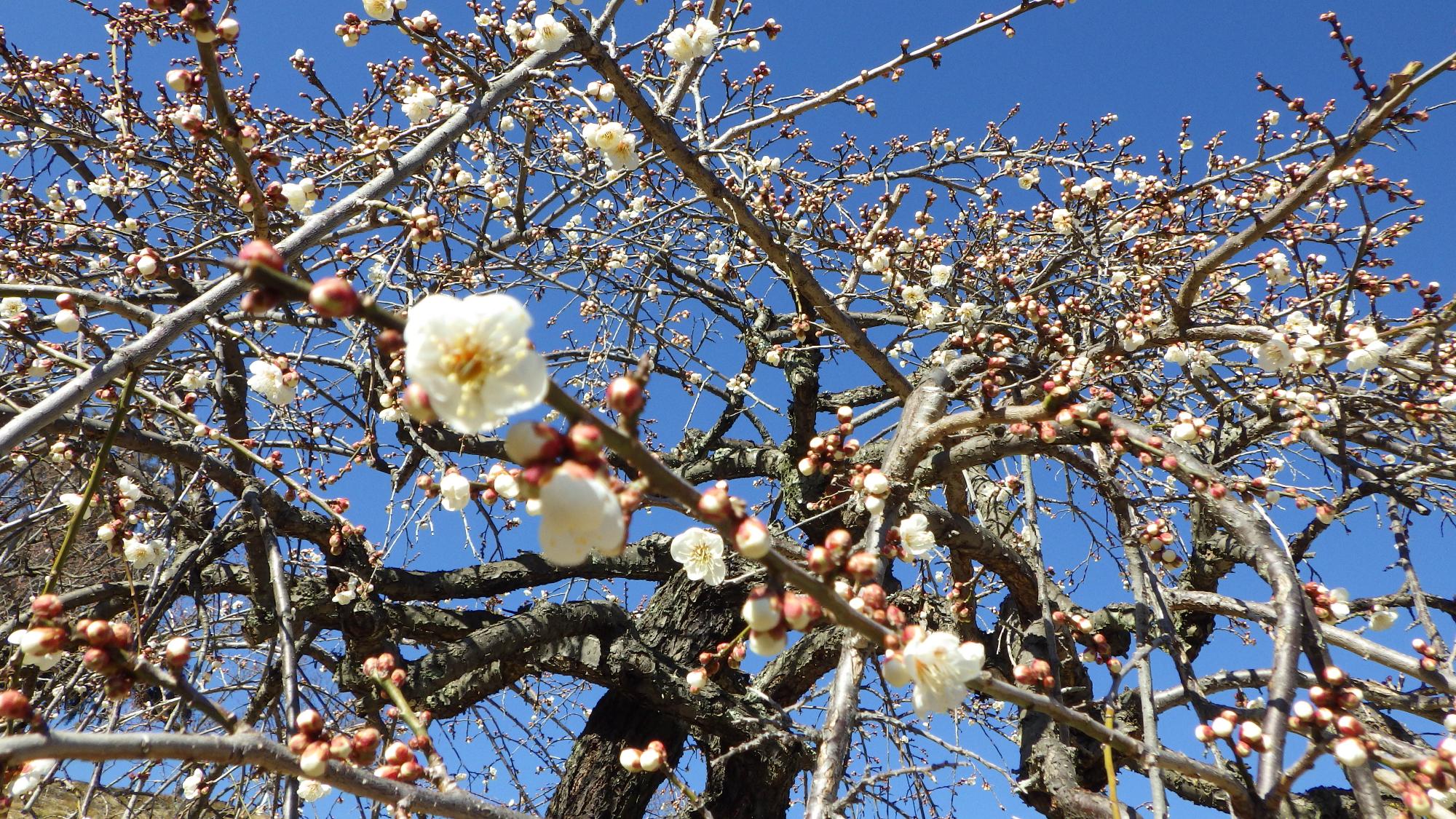 梅の花の様子