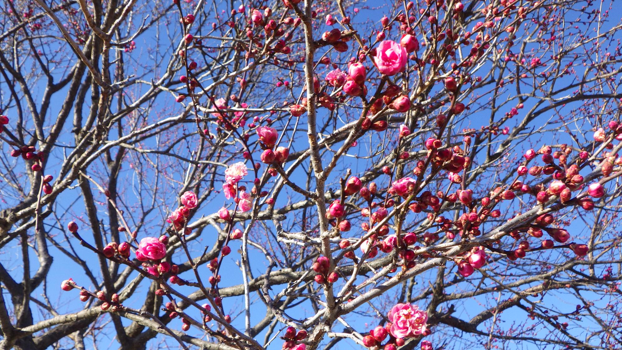 梅の花の様子