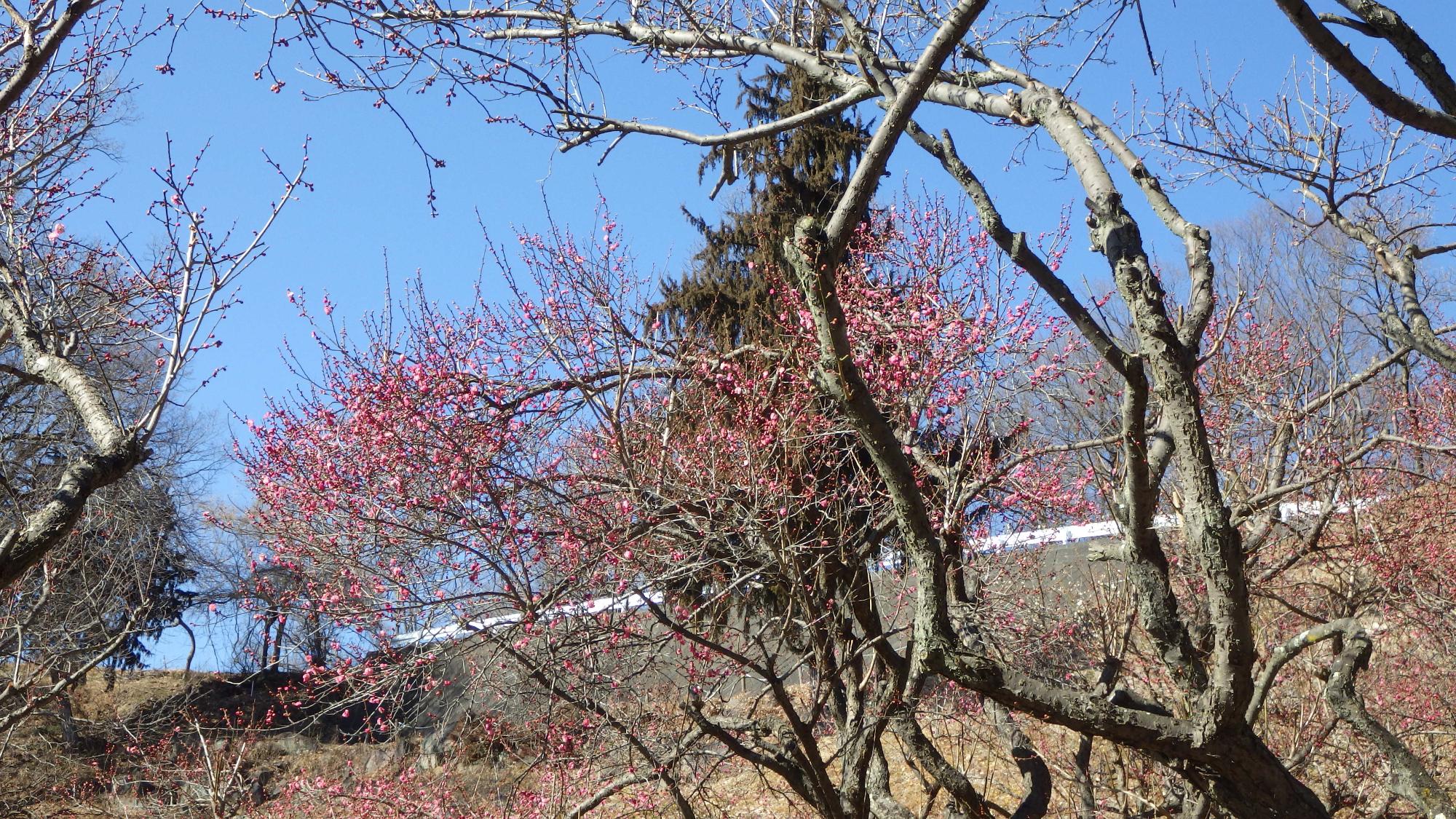 梅の花の様子