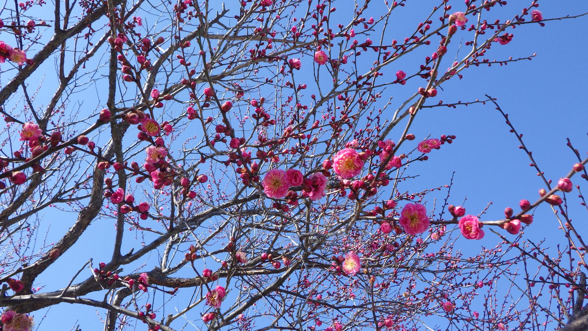 梅の花の様子