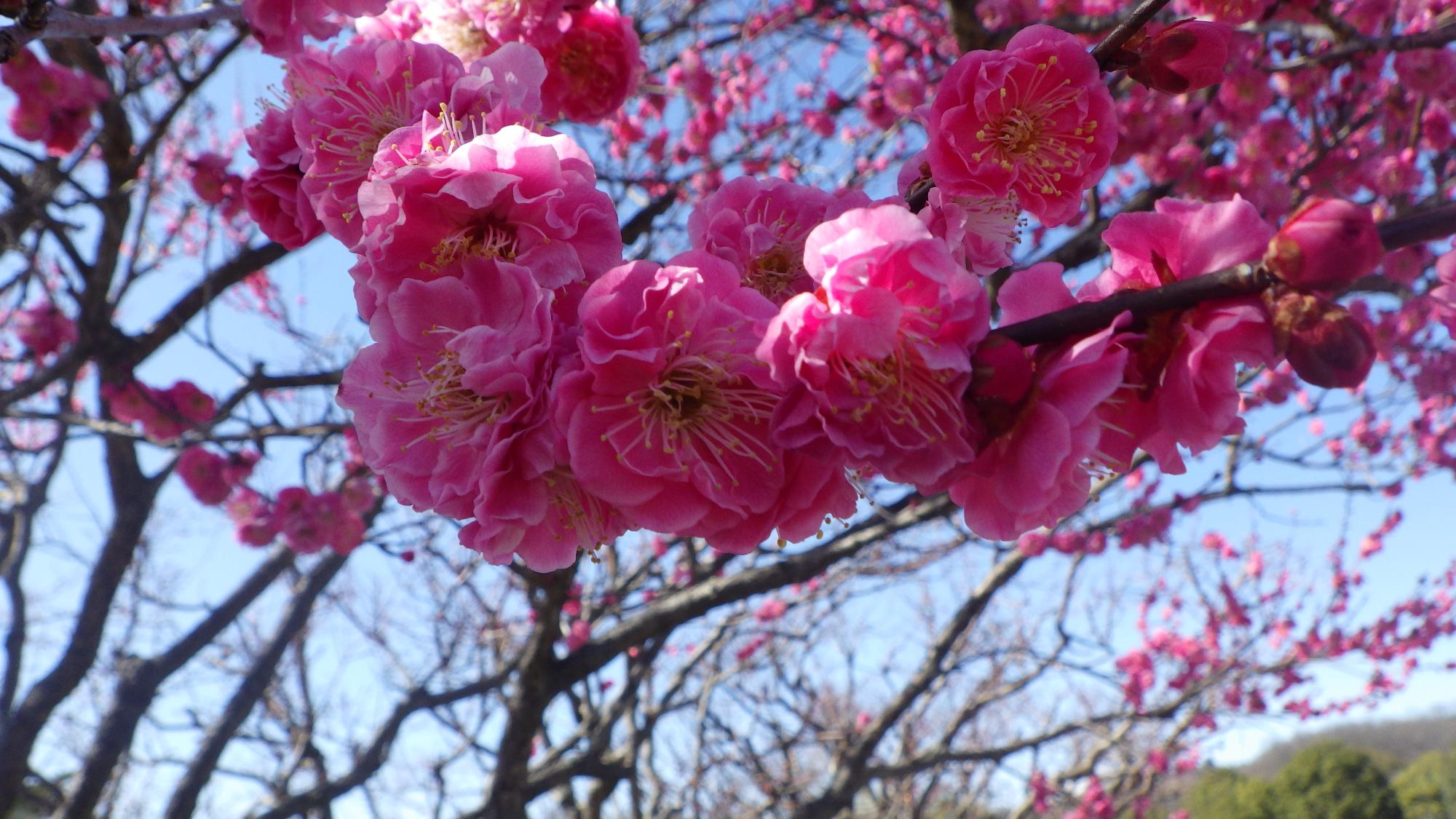 梅の花の様子