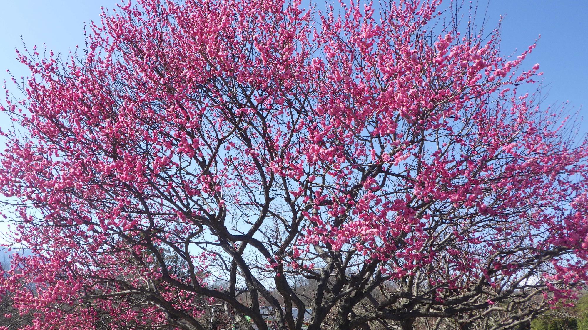 梅の花の様子