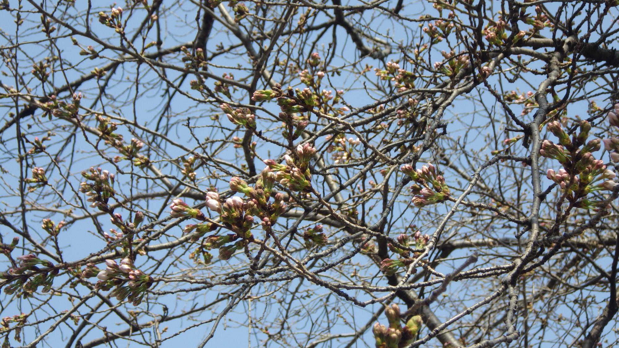 桜の花の様子