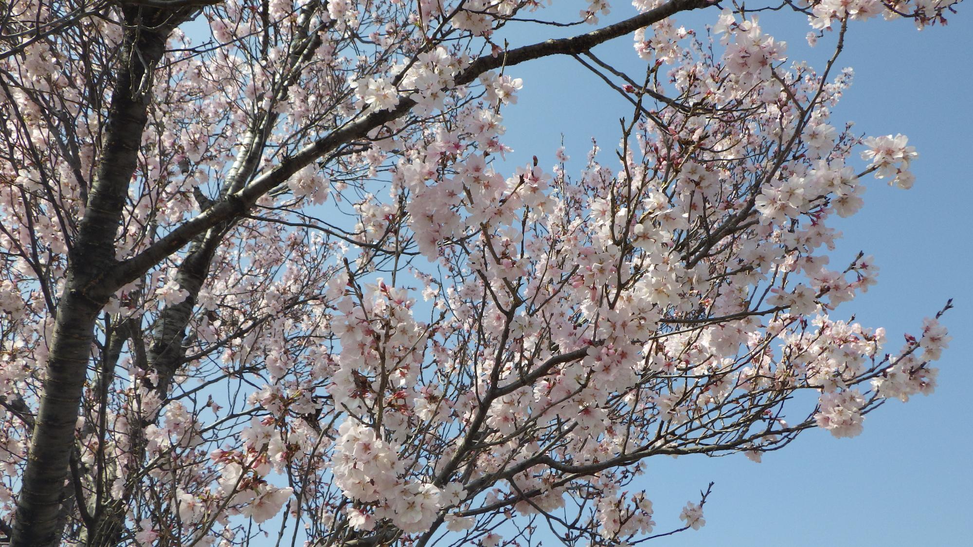 桜の花の様子