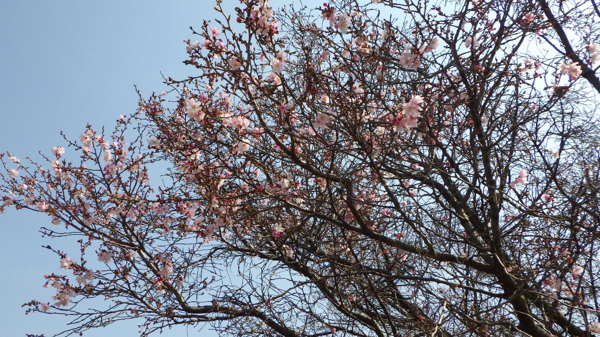 桜の花の様子