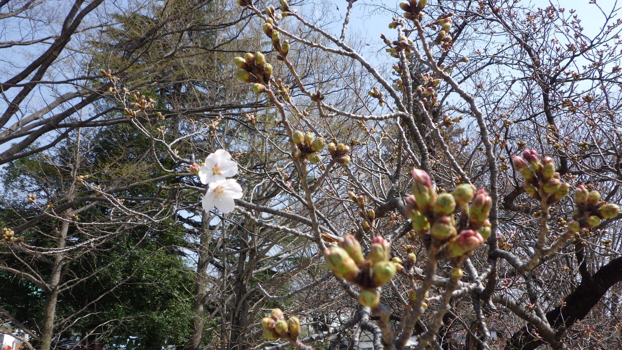 桜の花の様子