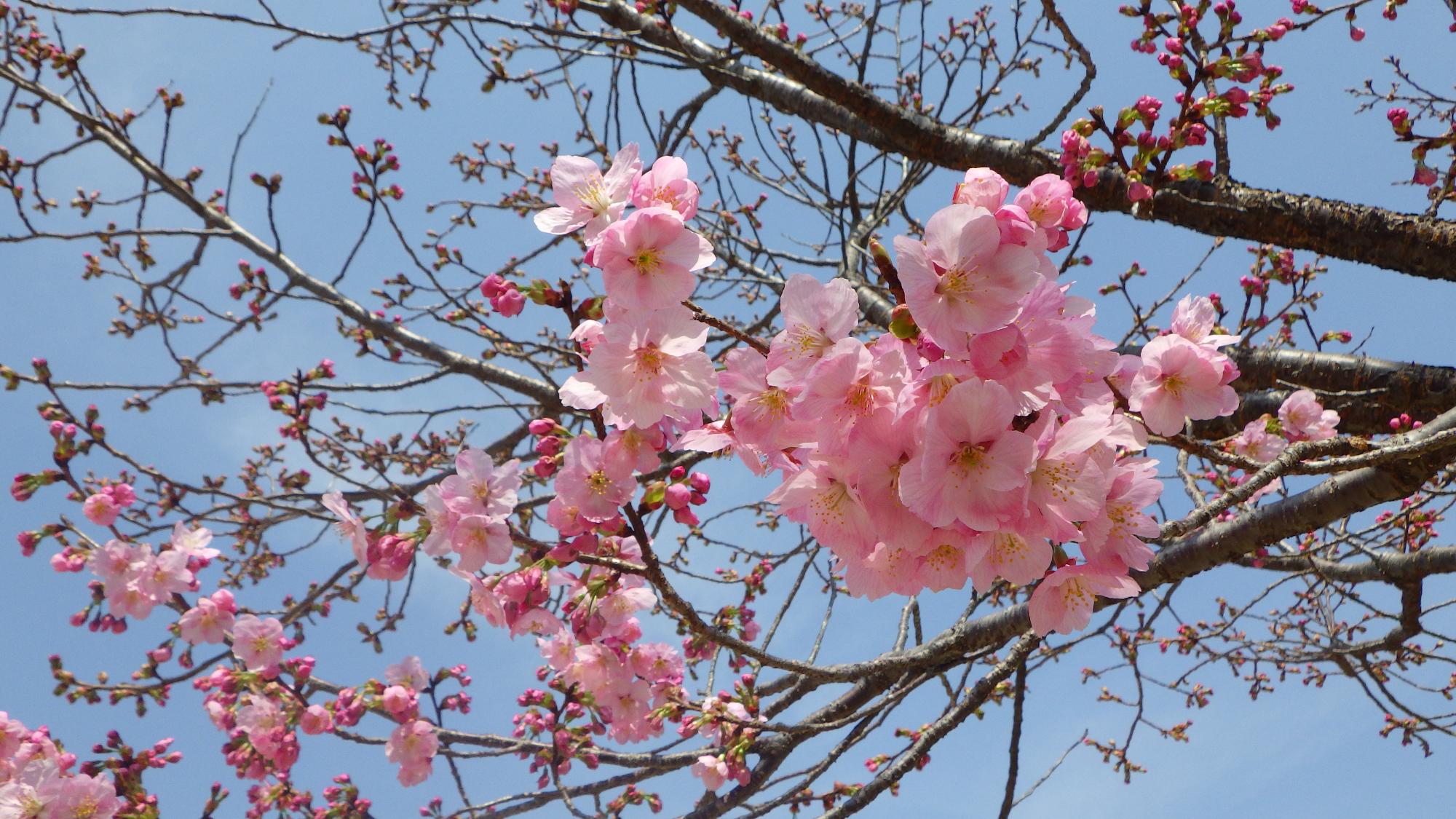 桜の花の様子