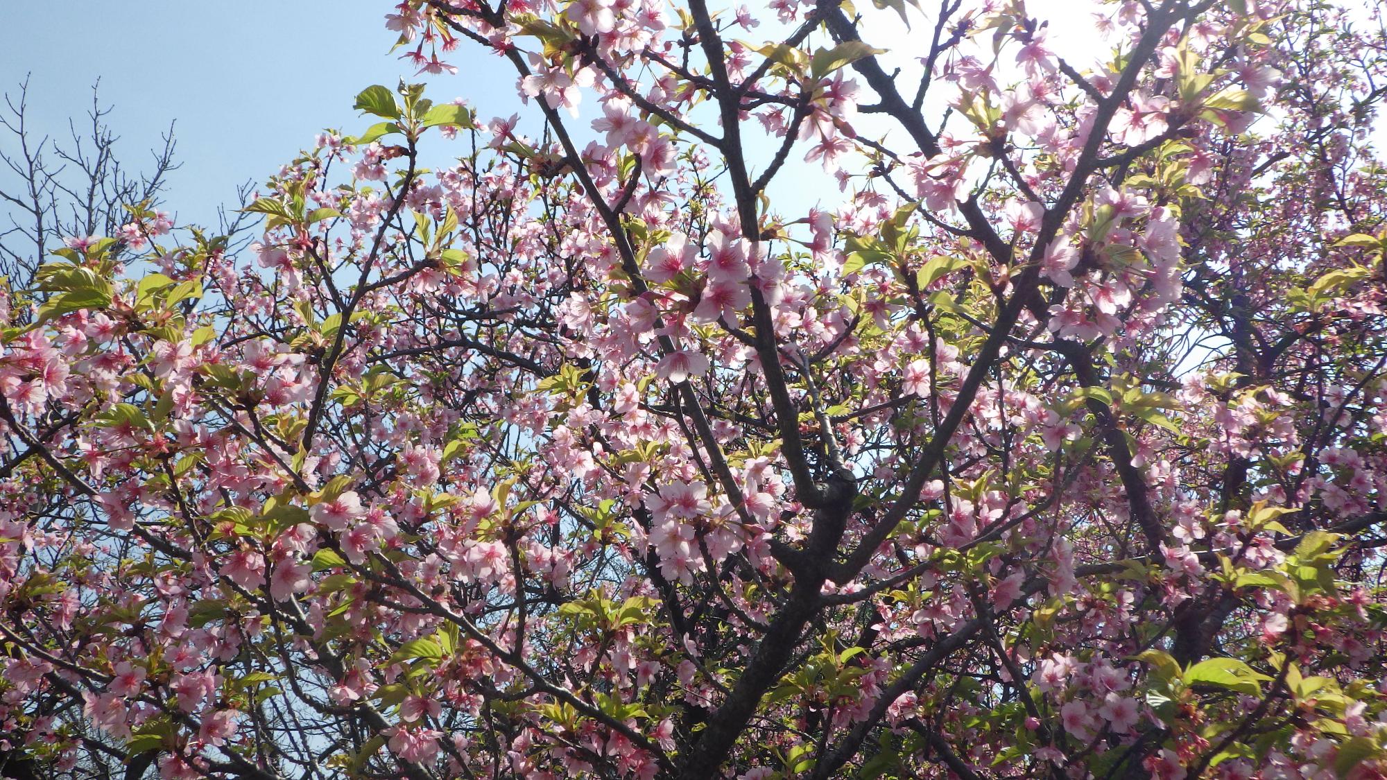 桜の花の様子