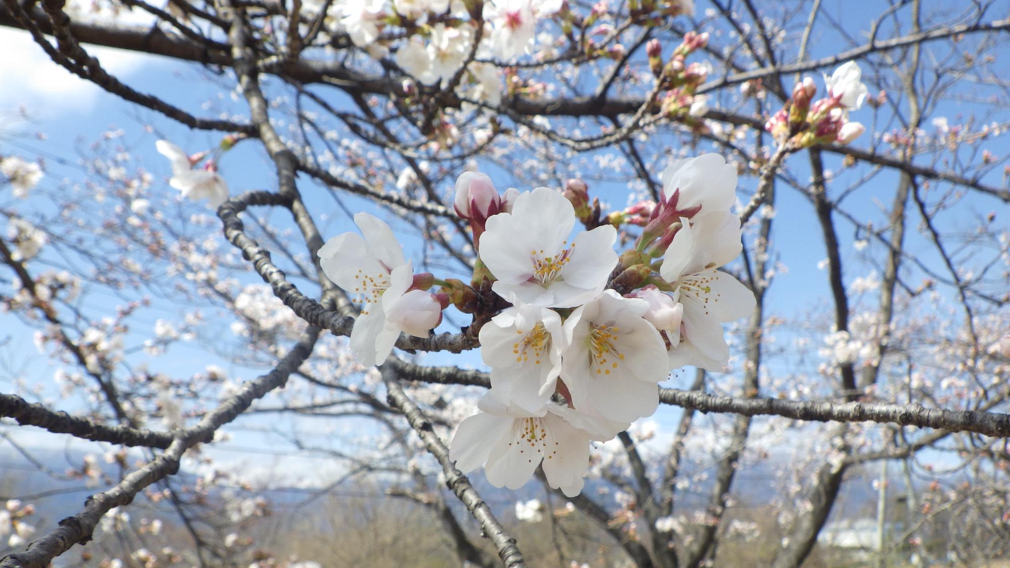 桜の花の様子