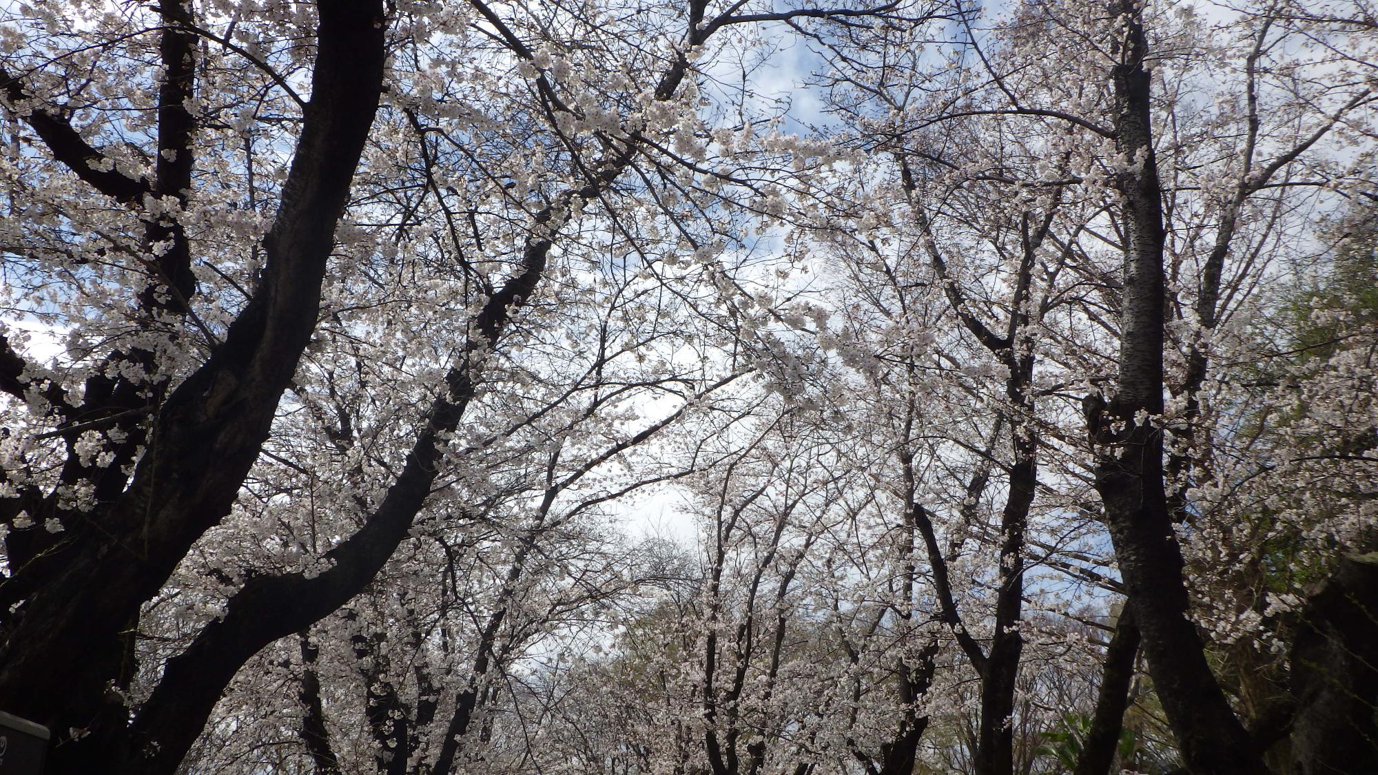 桜の花の様子