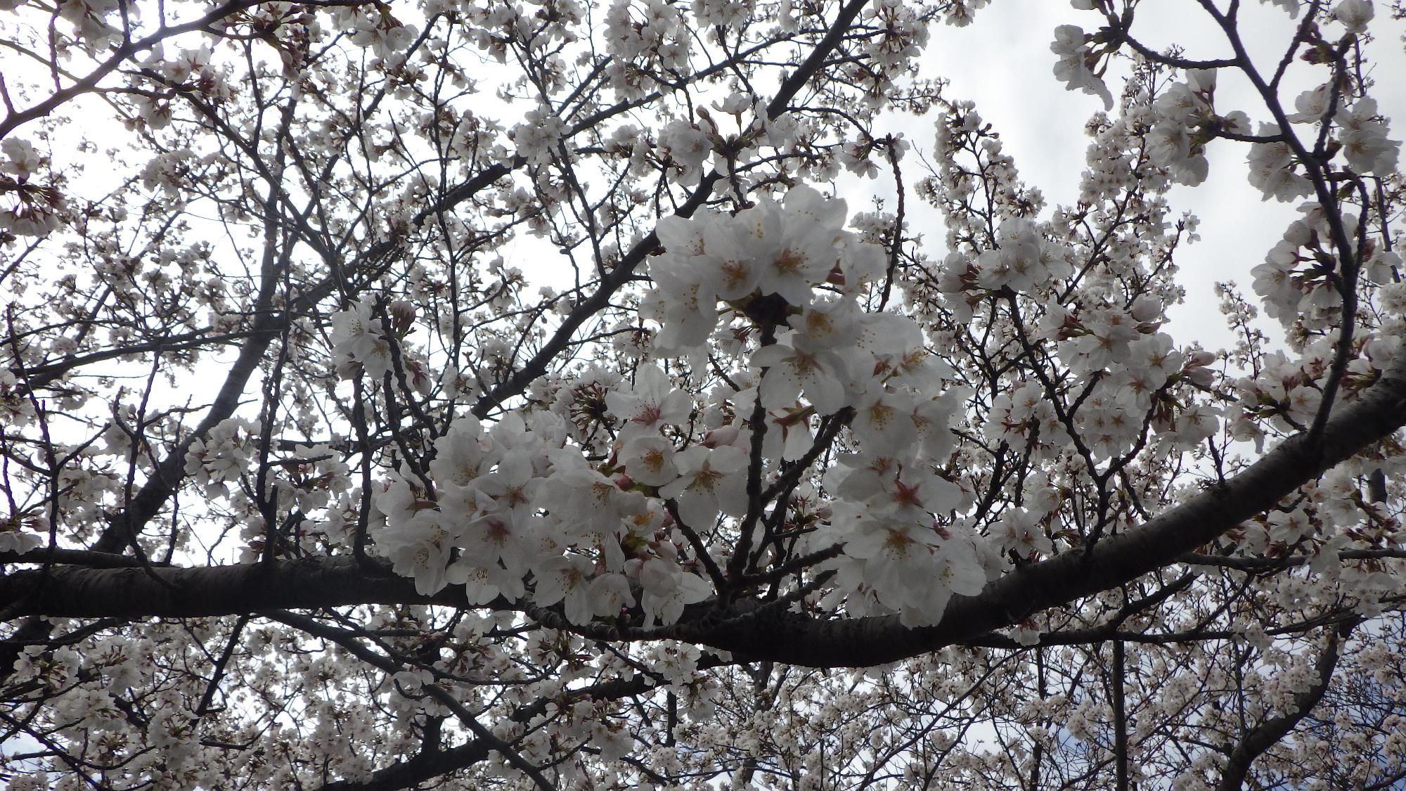 桜の花の様子