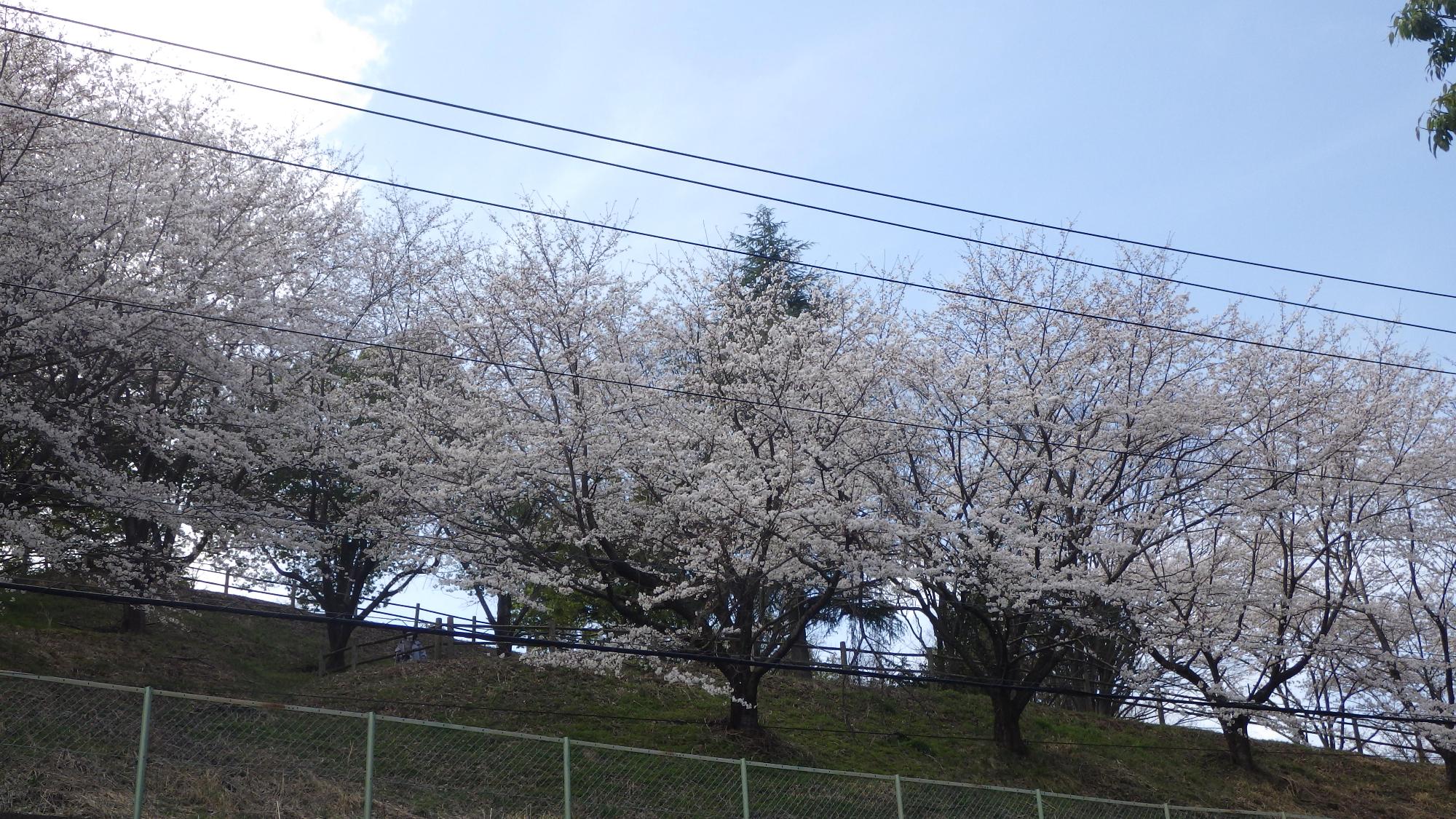 桜の花の様子