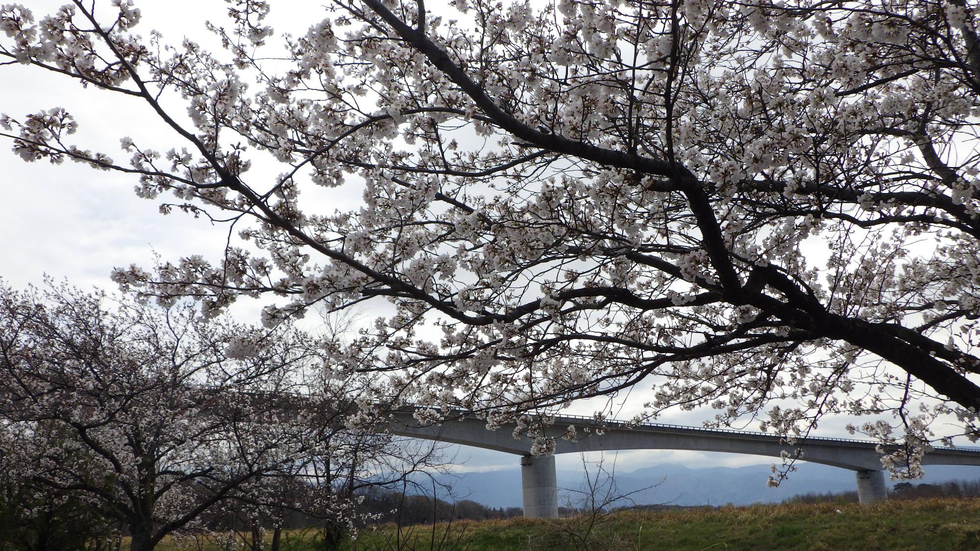 桜の花の様子