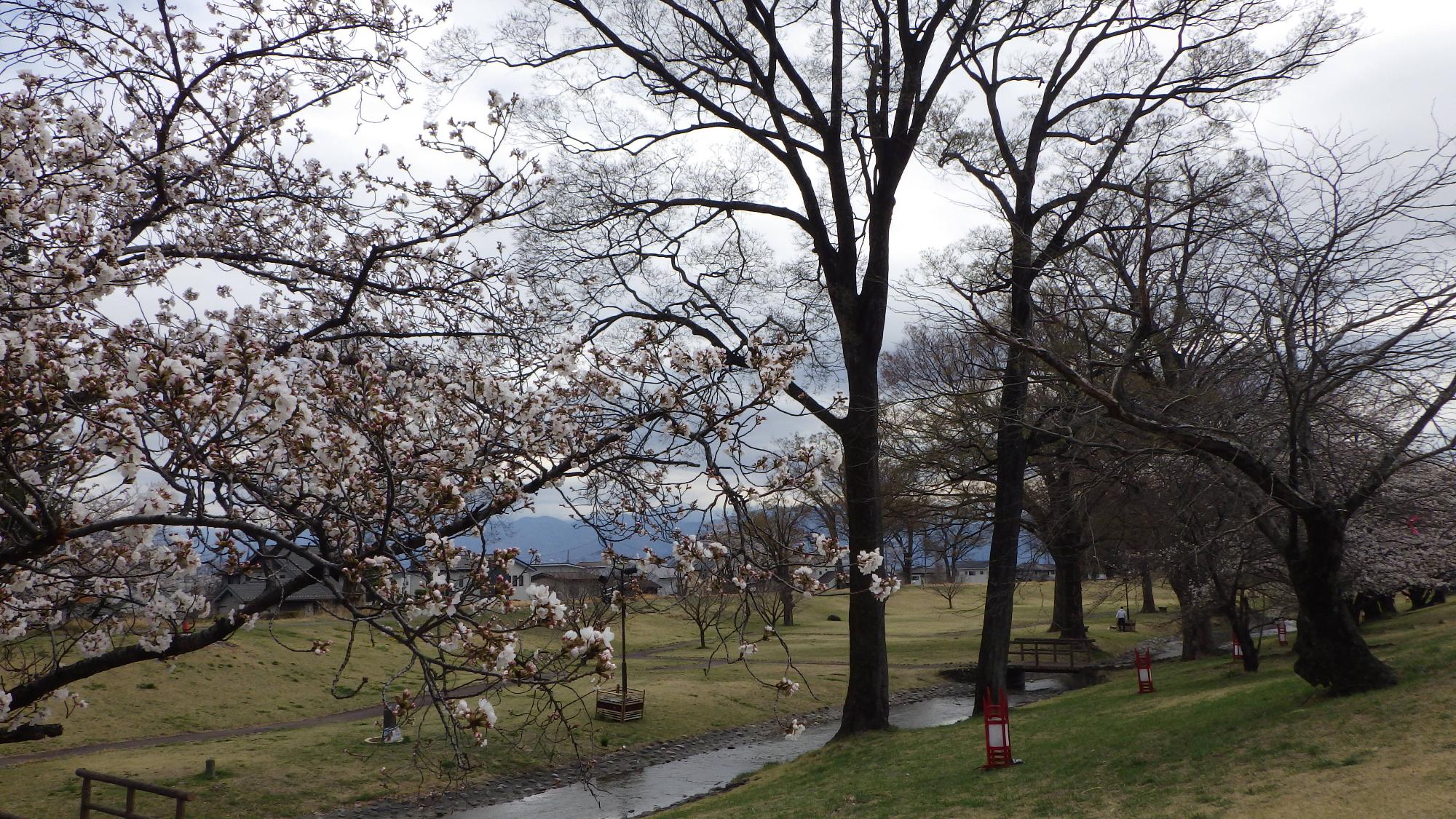桜の花の様子