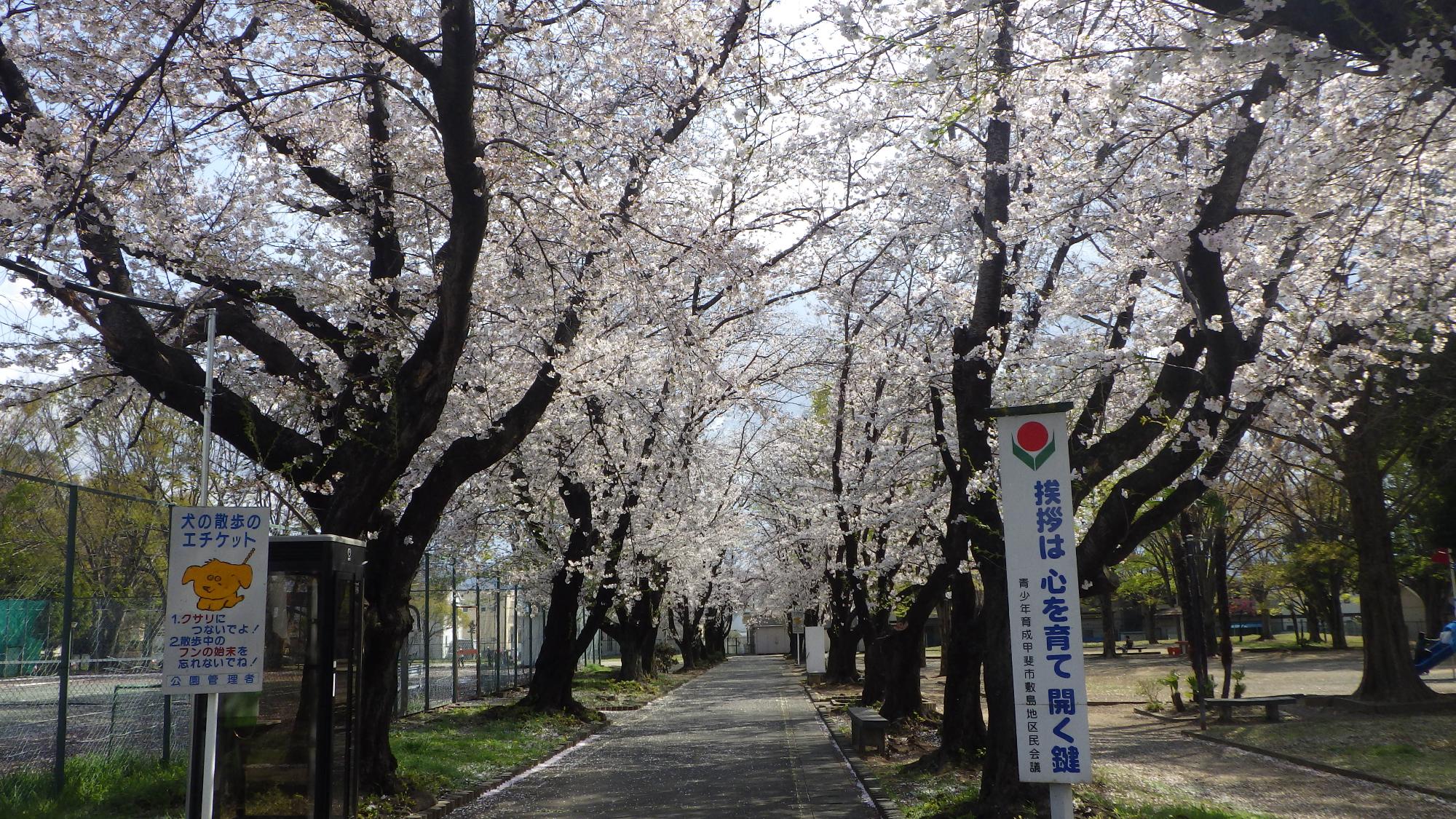 桜の花の様子