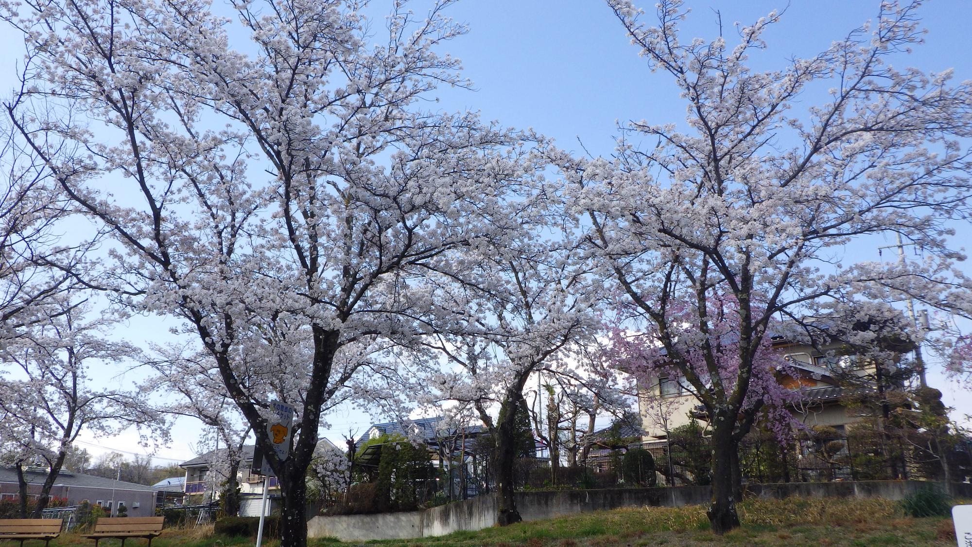 桜の花の様子