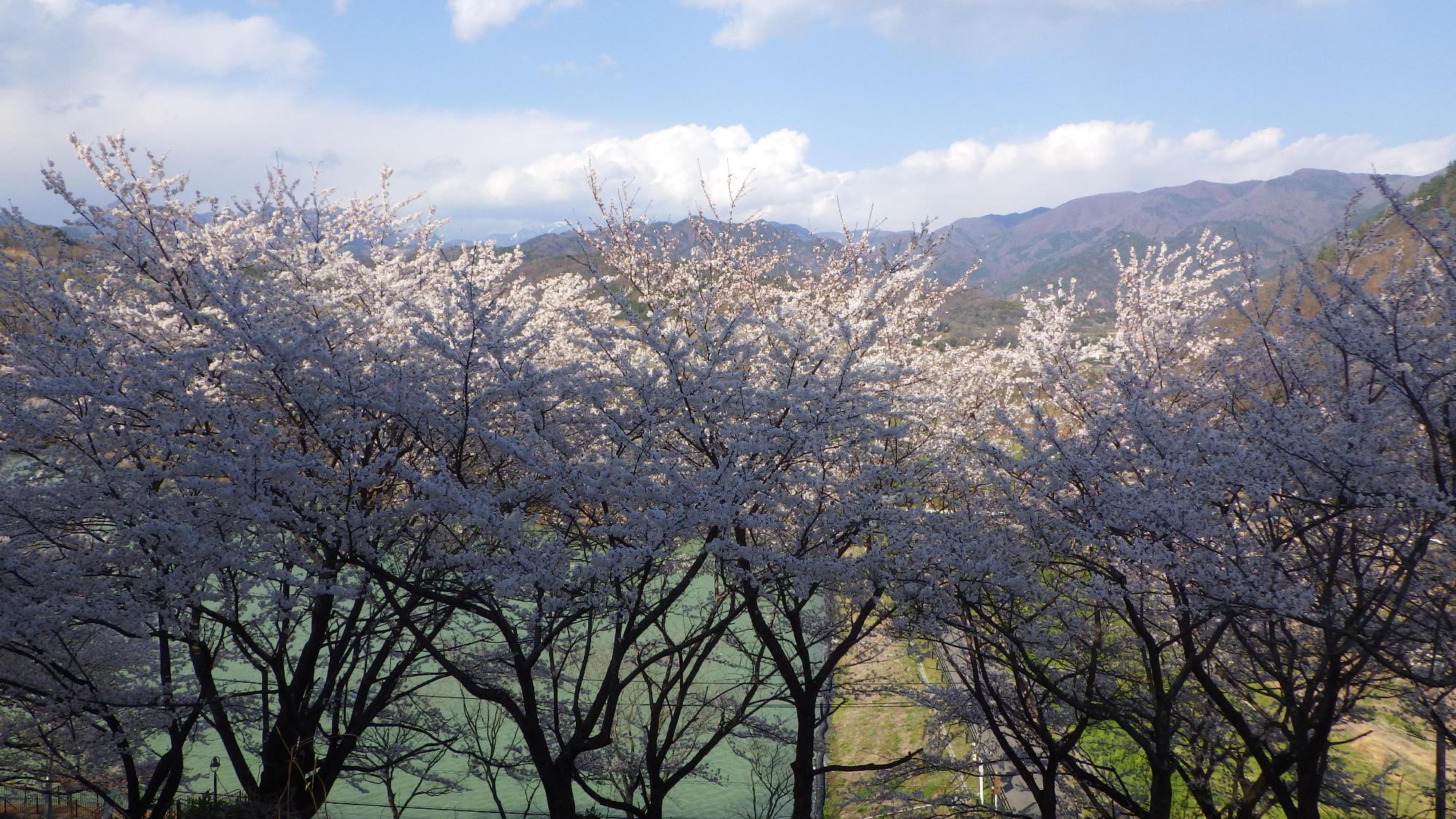 桜の花の様子