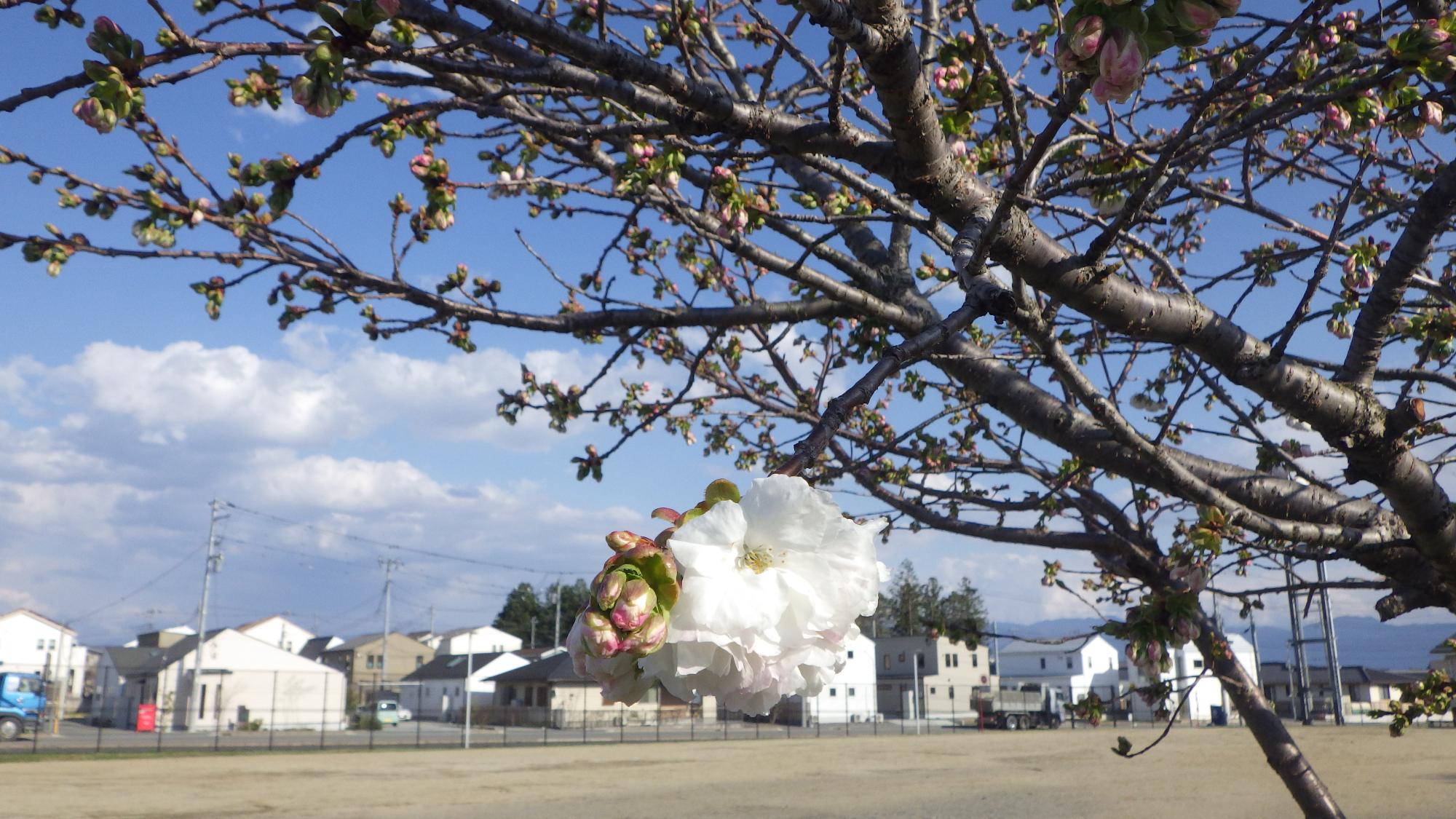 桜の花の様子