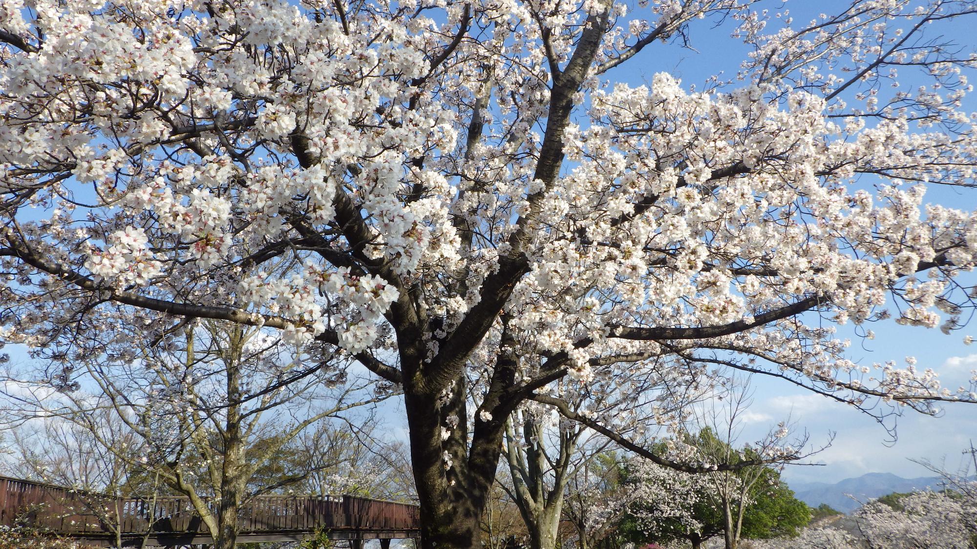 桜の花の様子