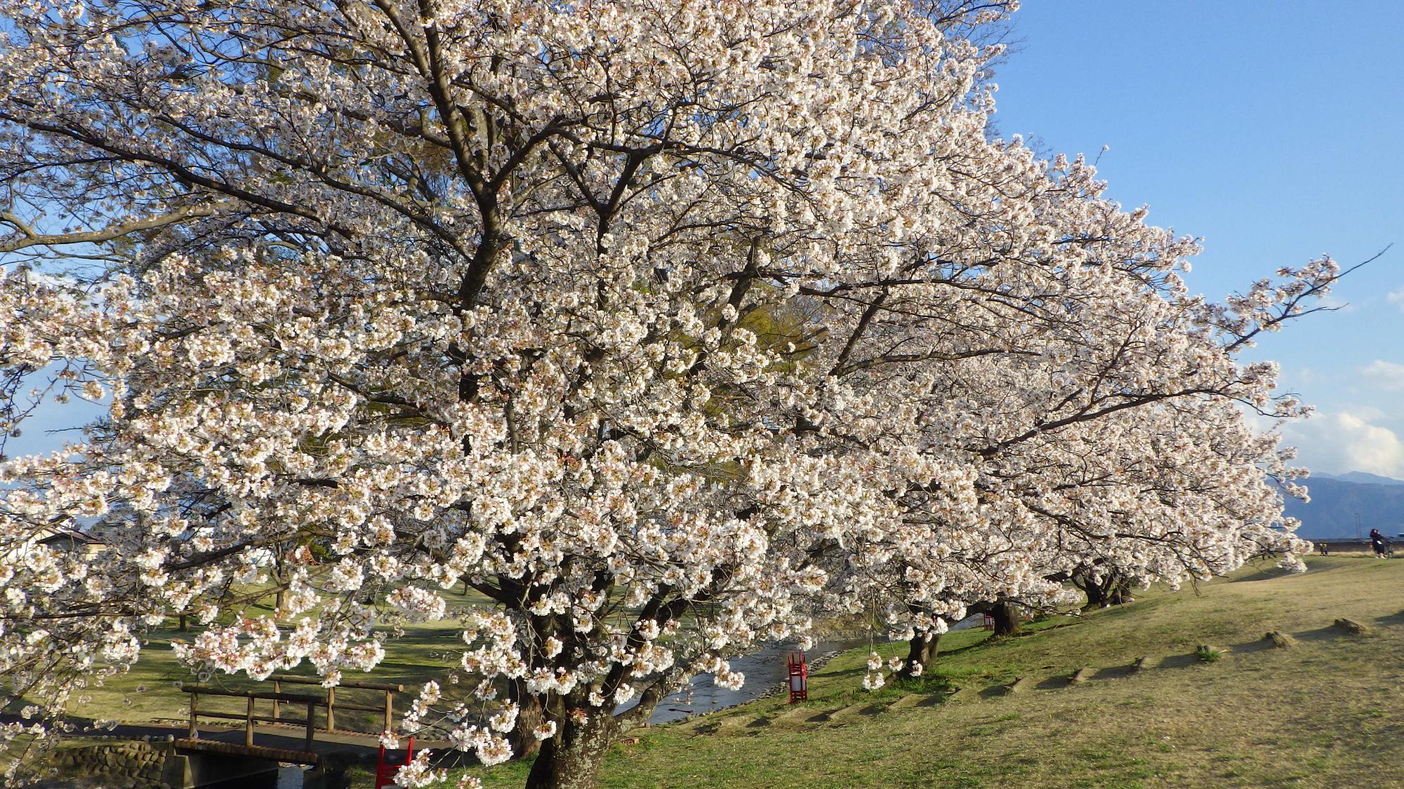 桜の花の様子