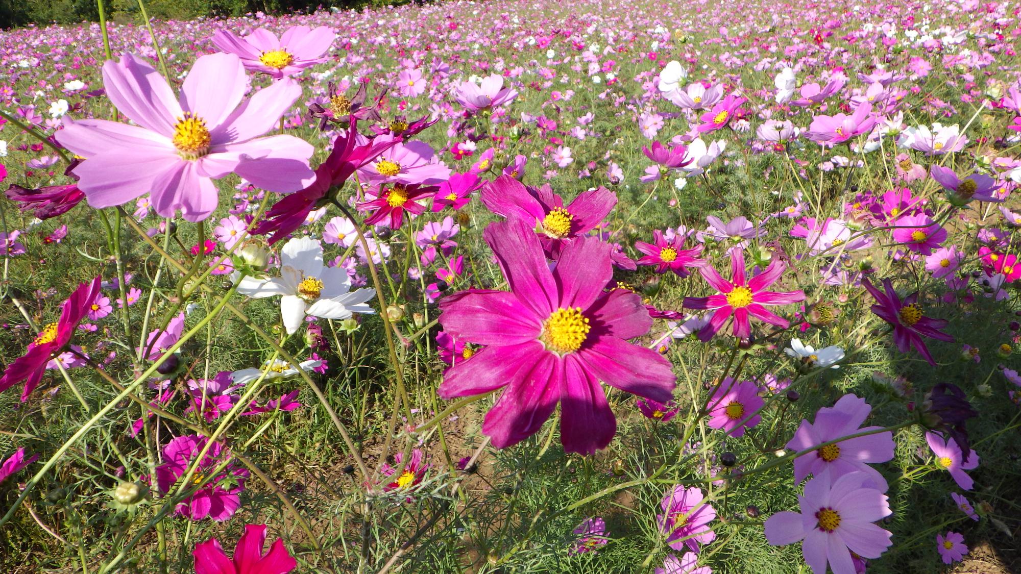 コスモスの様子