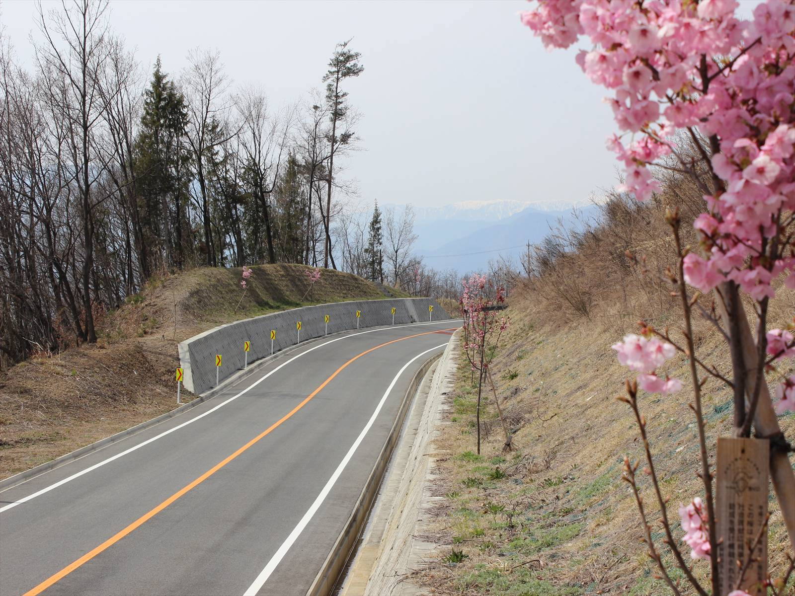 茅ヶ岳東部広域農道の桜が咲いている写真