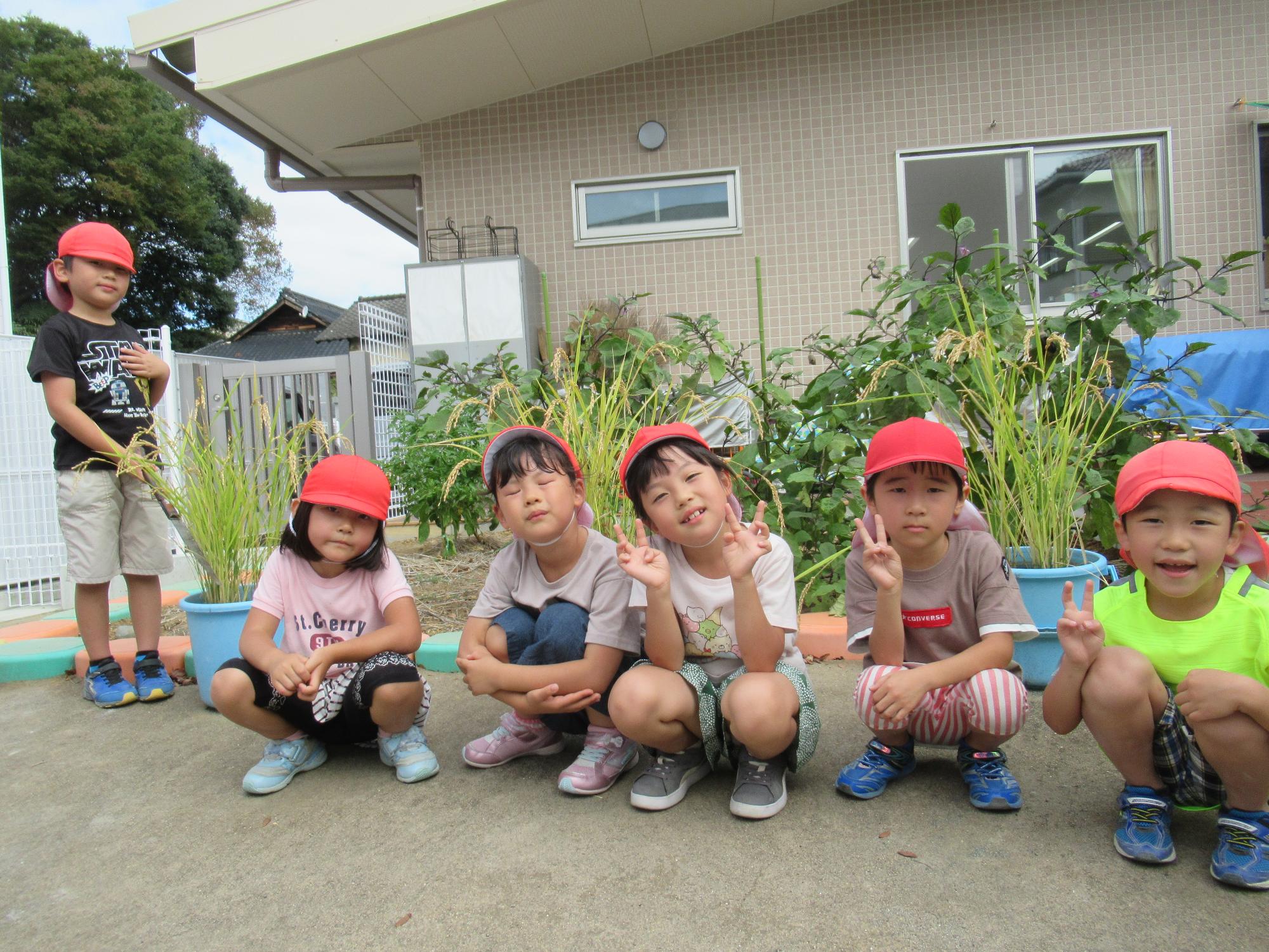 年長さん野菜育ててます