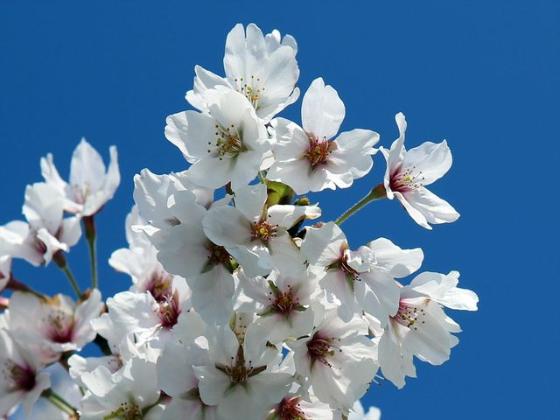 青空に映える桜の花を近くから見た写真