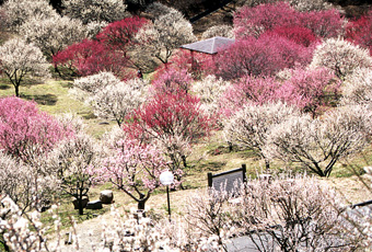 敷島総合公園の桜の写真