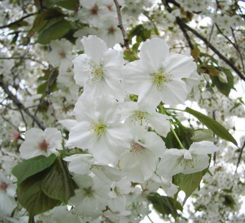 太白桜（ラタイハクザクラ）の写真