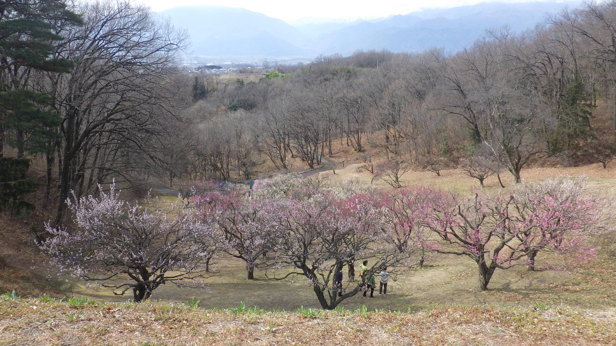 梅の花写真（ 北側梅園エリア ）