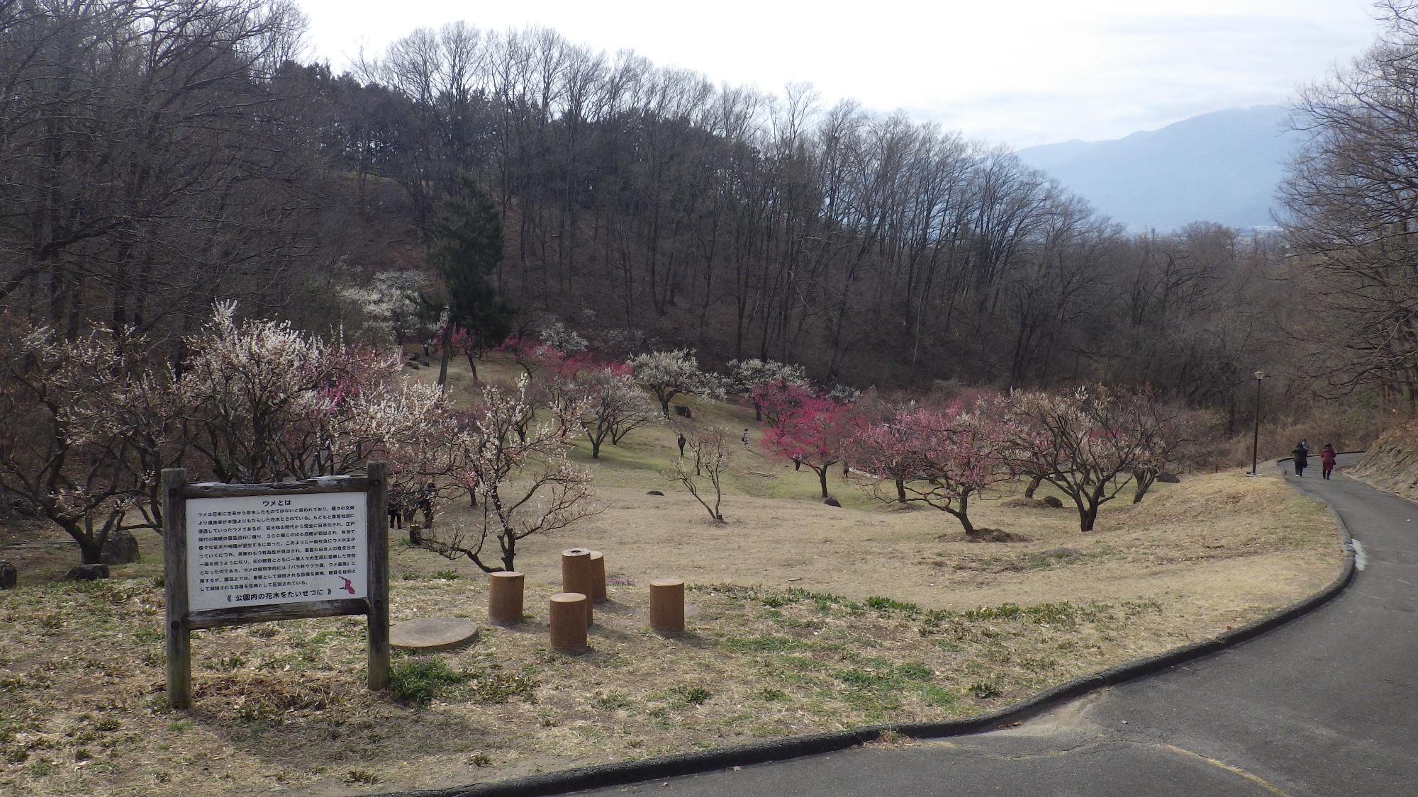 梅の花写真（ 南側梅園エリア ）