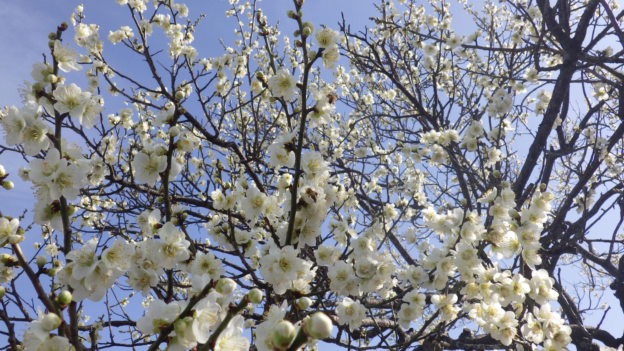 梅の花写真（ ニホンミツバチ付き ）