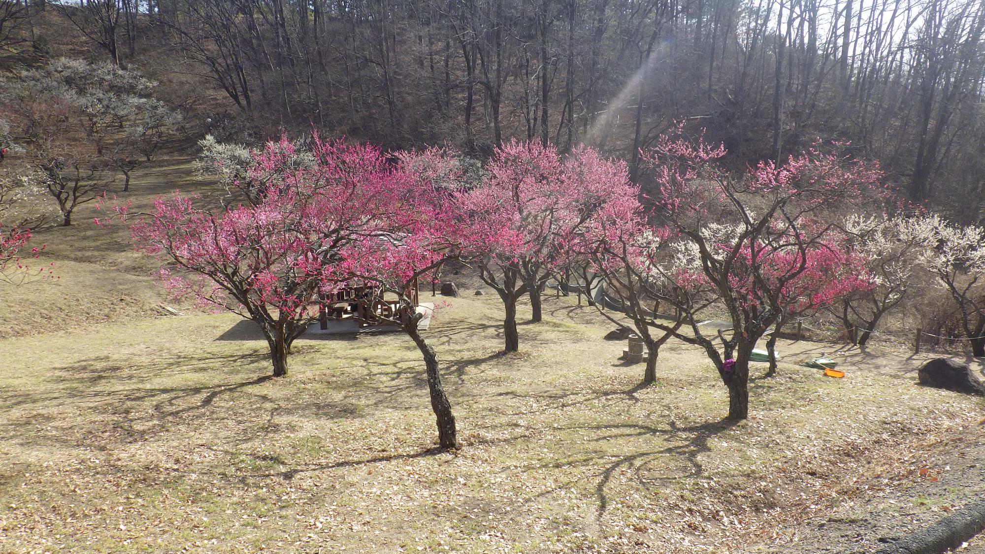 梅の花写真（ 四阿付近周り ）