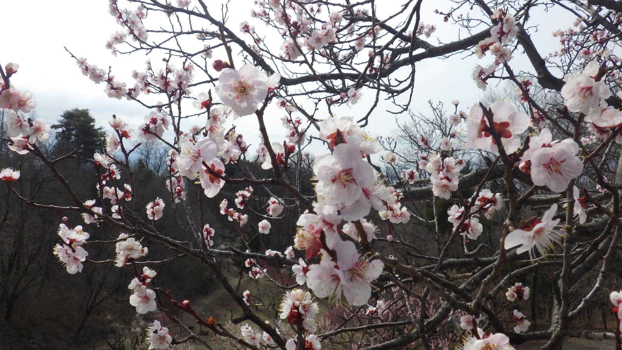 梅の花写真（ クローズアップ ）