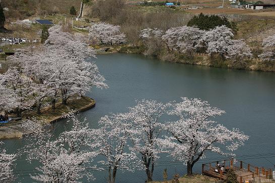 矢木羽湖の桜