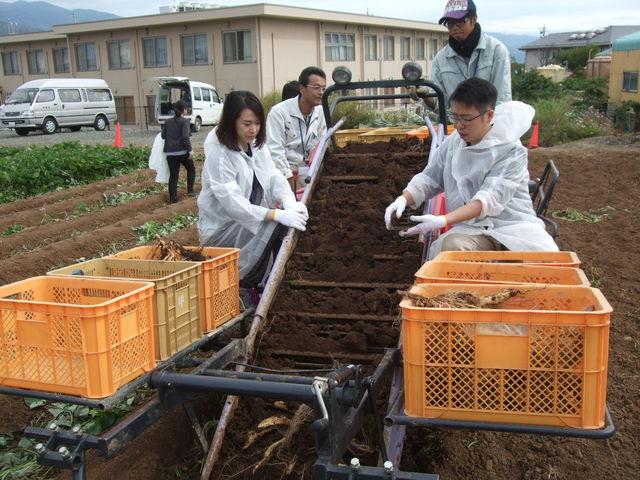 取れたサツマイモをかごに入れている写真