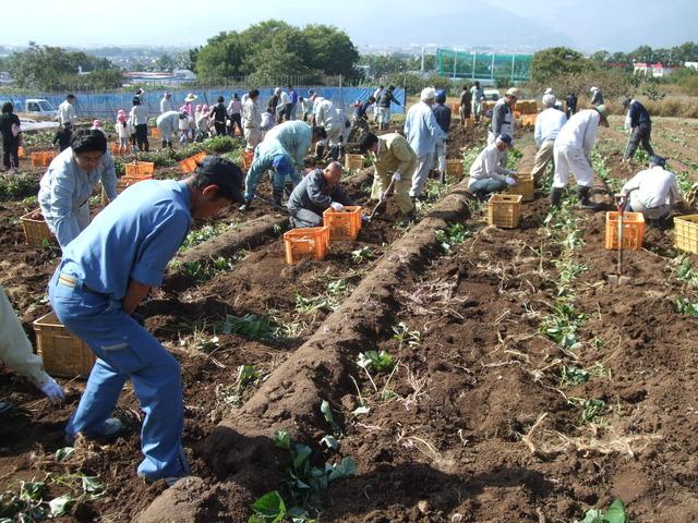 たくさんの人々がサツマイモの収穫をしている写真