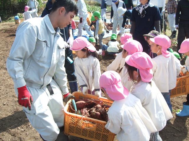 保育園児がとれたサツマイモを運んでいる写真