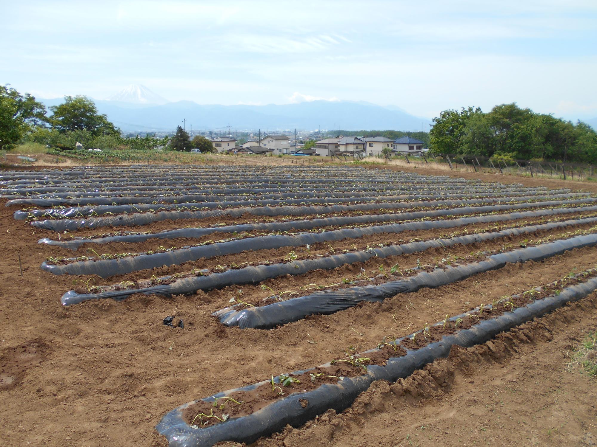 2020年5月11日植え付け後俯瞰