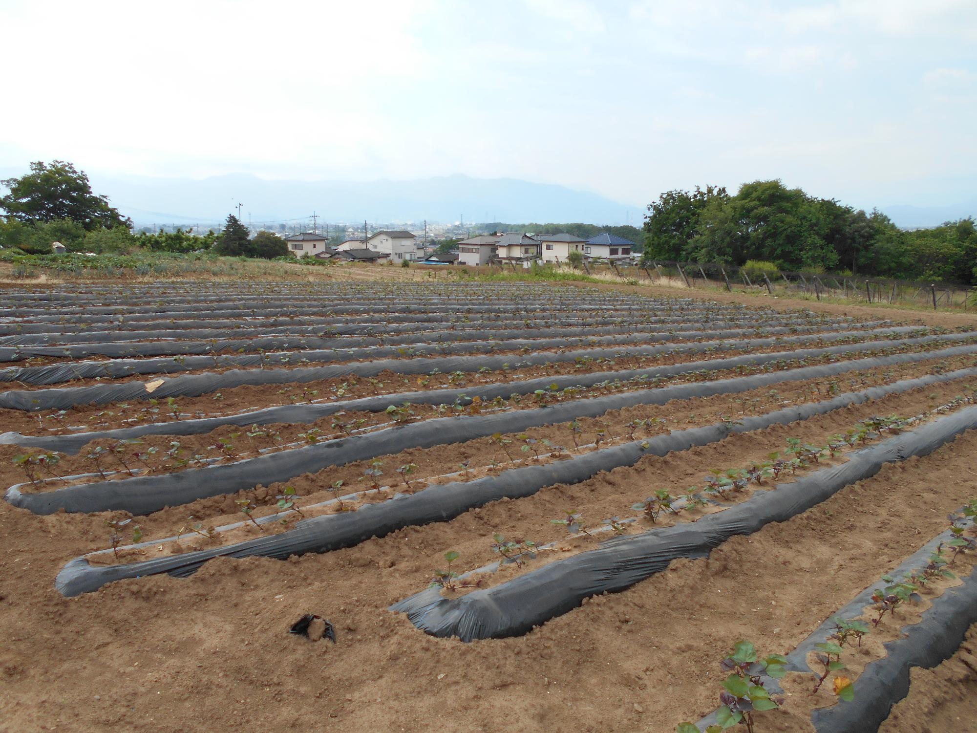 2020年5月28日定期観察俯瞰