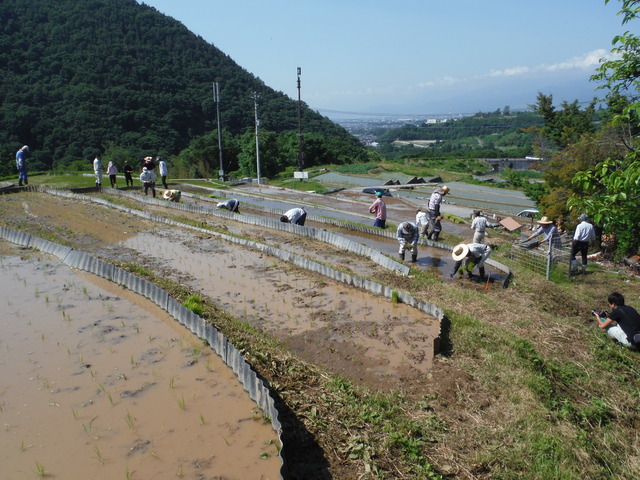 人たちが棚田植え付けを行っています。