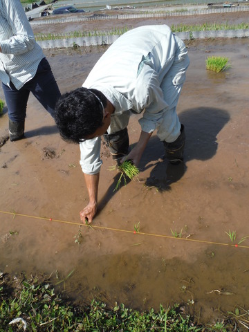 男の人が手植えを行っている写真1