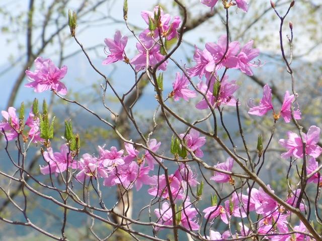 (写真)登山道に咲くきれいな花