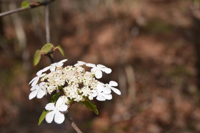 (写真)登山道に咲く花