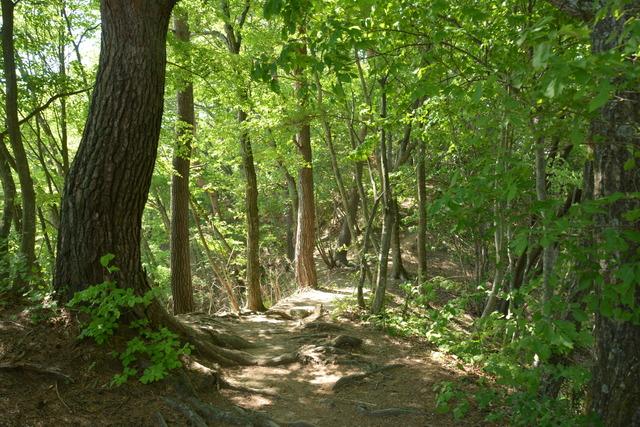 (写真)木々に囲まれたふる里自然観察路