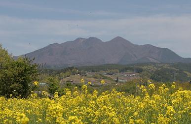 (写真)菜の花と茅ヶ岳