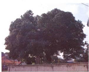塀の向こうにモクセイ科ヒイラギの大きな木がたっている写真
