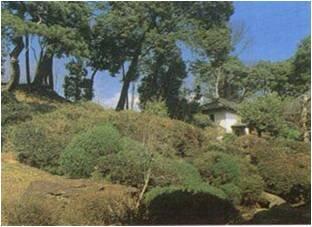 緑が豊かな慈照寺庭園の写真