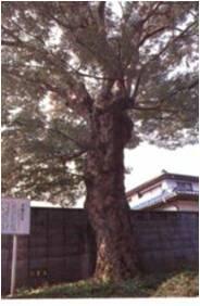 大きなカエデの木が立っている写真